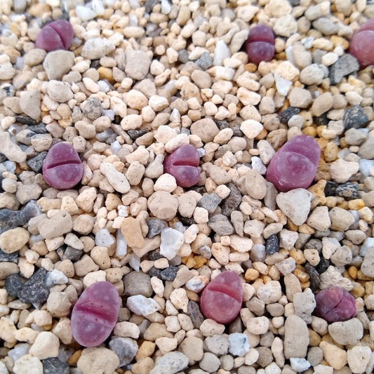 【園主おまかせ・入門株】リトープス 紅大内玉 1頭 Lithops optica ‘Rubra’ C81A