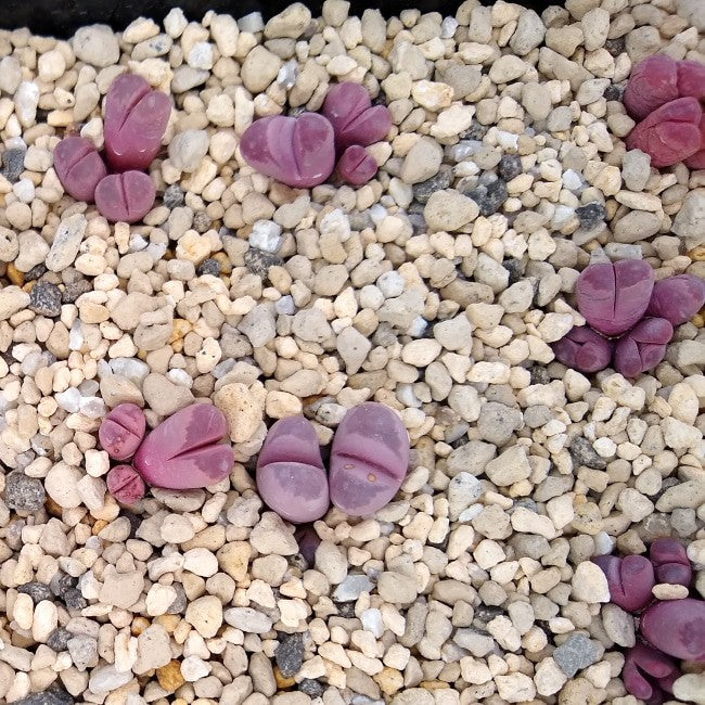 【園主おまかせ・入門株】リトープス 紅大内玉 複頭 Lithops optica ‘Rubra’ C81A