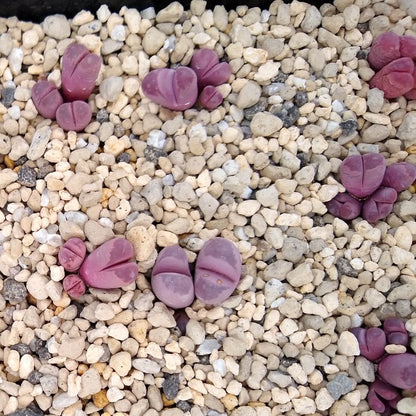 【園主おまかせ・入門株】リトープス 紅大内玉 複頭 Lithops optica ‘Rubra’ C81A