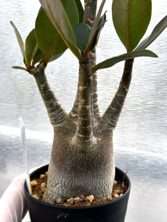 【園主おまかせ】アデニウム・ブラックスキン（黒肌） 3号鉢/Adenium Black Skin