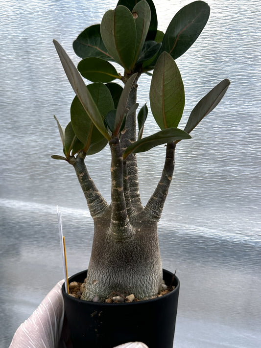 【園主おまかせ】アデニウム・ブラックスキン（黒肌） 3号鉢/Adenium Black Skin