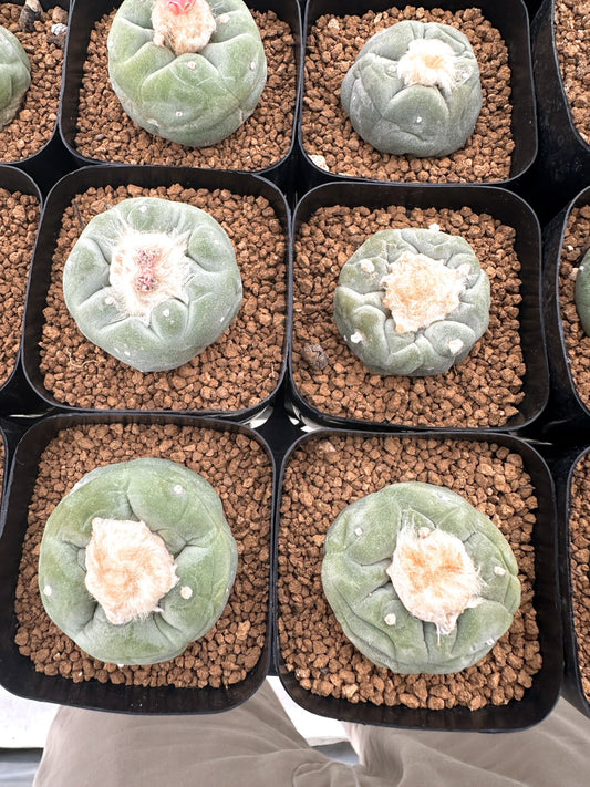 【園主おまかせ】疣銀冠玉 / lophophora williamsii