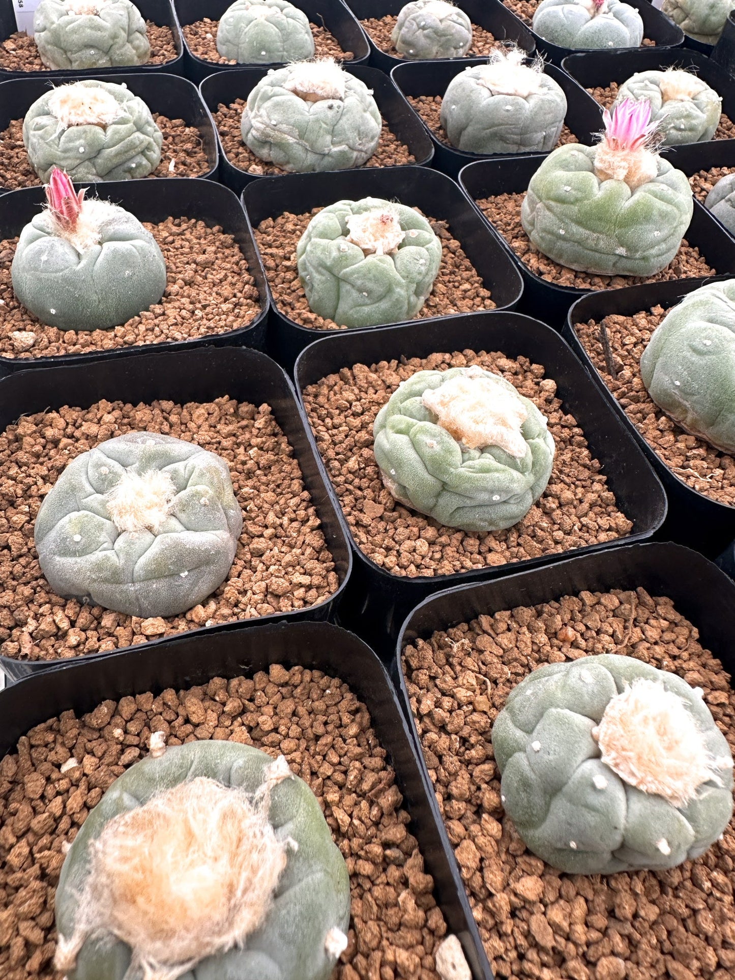 【園主おまかせ】疣銀冠玉 / lophophora williamsii