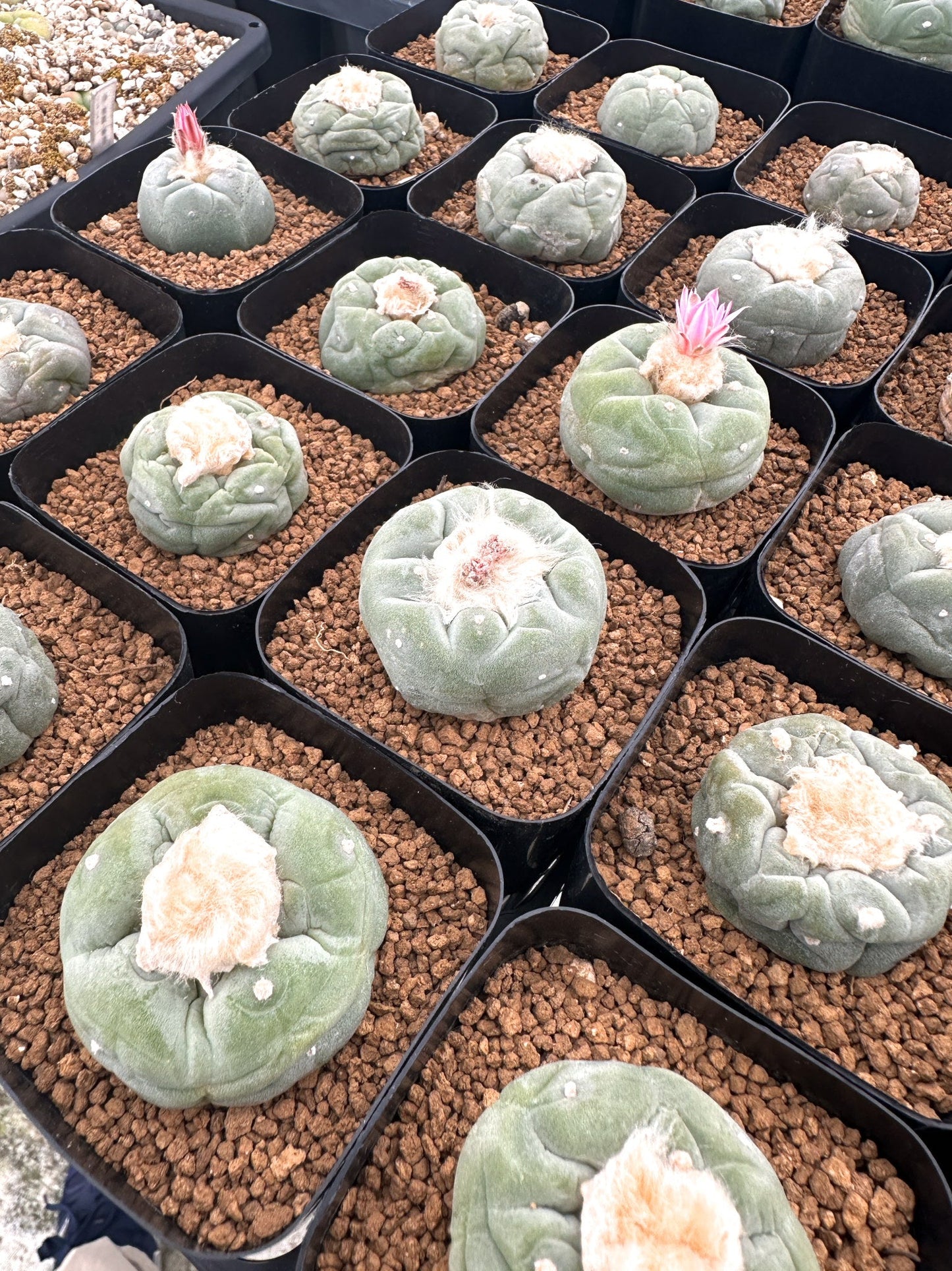 【園主おまかせ】疣銀冠玉 / lophophora williamsii