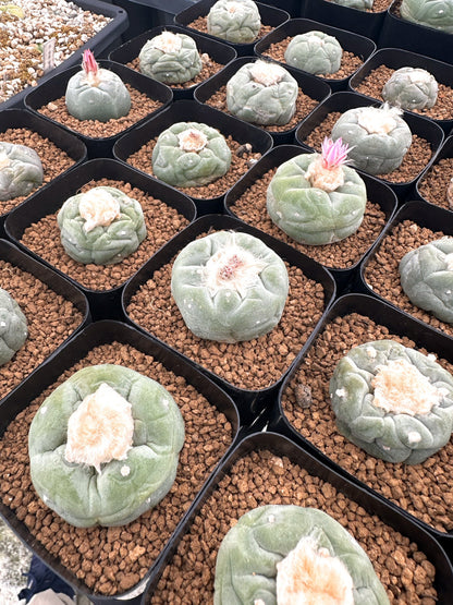 【園主おまかせ】疣銀冠玉 / lophophora williamsii