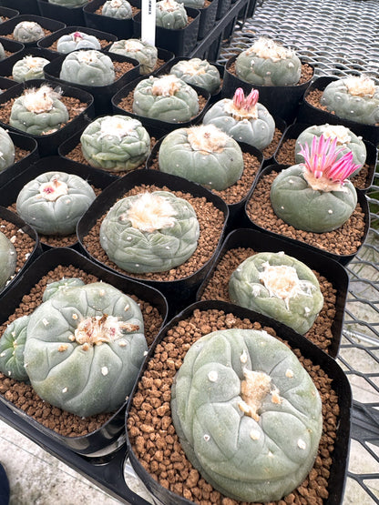 【園主おまかせ】疣銀冠玉 / lophophora williamsii