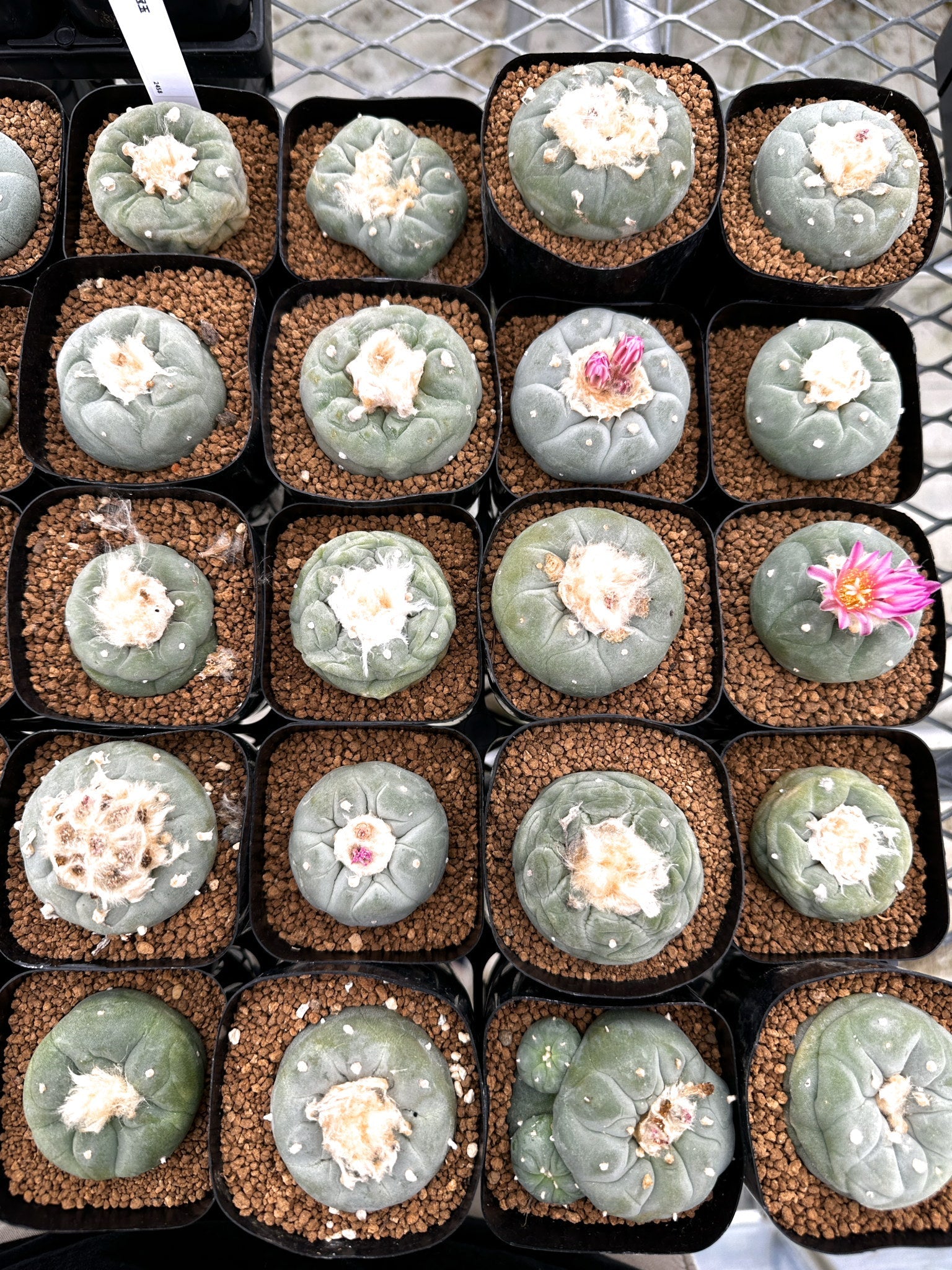 園主おまかせ】疣銀冠玉 / lophophora williamsii – プラントブラザーズ