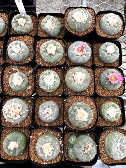 【園主おまかせ】疣銀冠玉 / lophophora williamsii