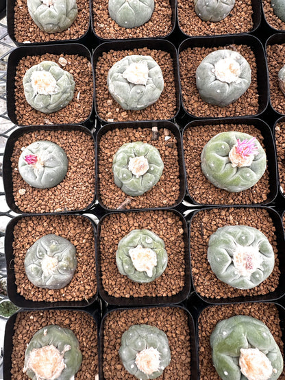 【園主おまかせ】疣銀冠玉 / lophophora williamsii