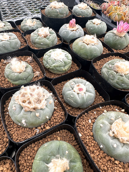 【園主おまかせ】疣銀冠玉 / lophophora williamsii