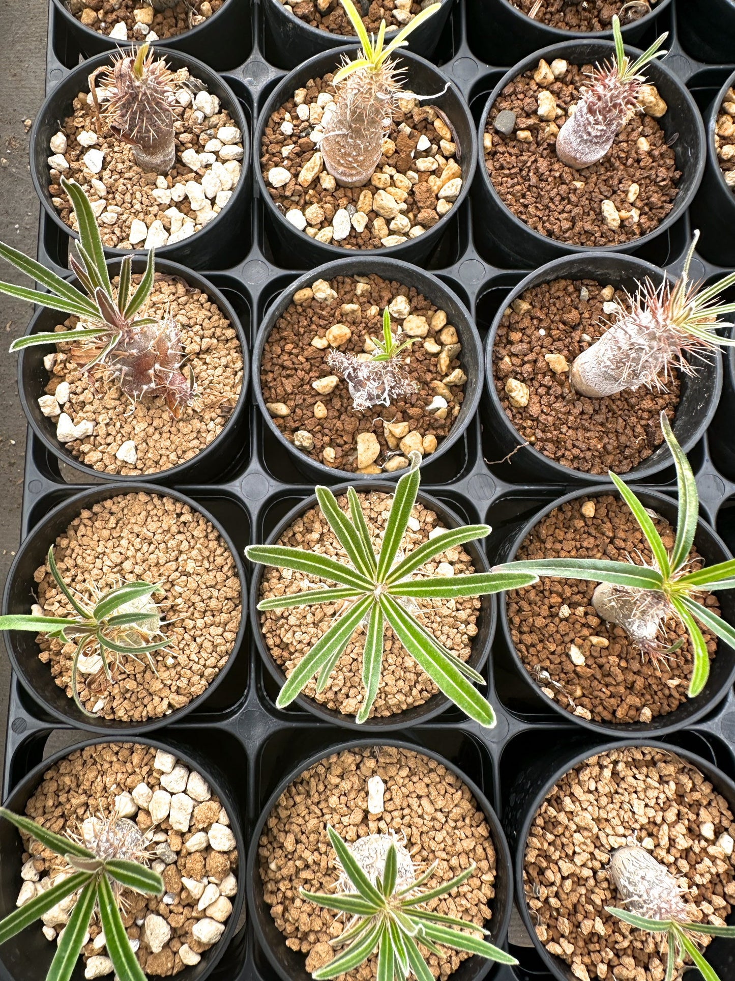 【園主おまかせ】パキポディウム・グラキリス / Pachypodium gracilius
