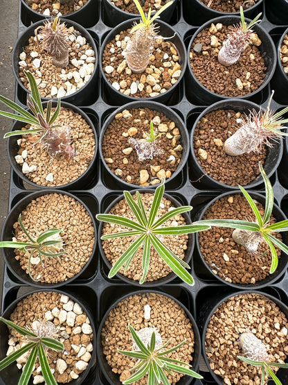 【園主おまかせ】パキポディウム・グラキリス / Pachypodium gracilius