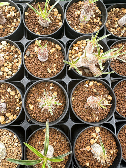 【園主おまかせ】パキポディウム・グラキリス / Pachypodium gracilius