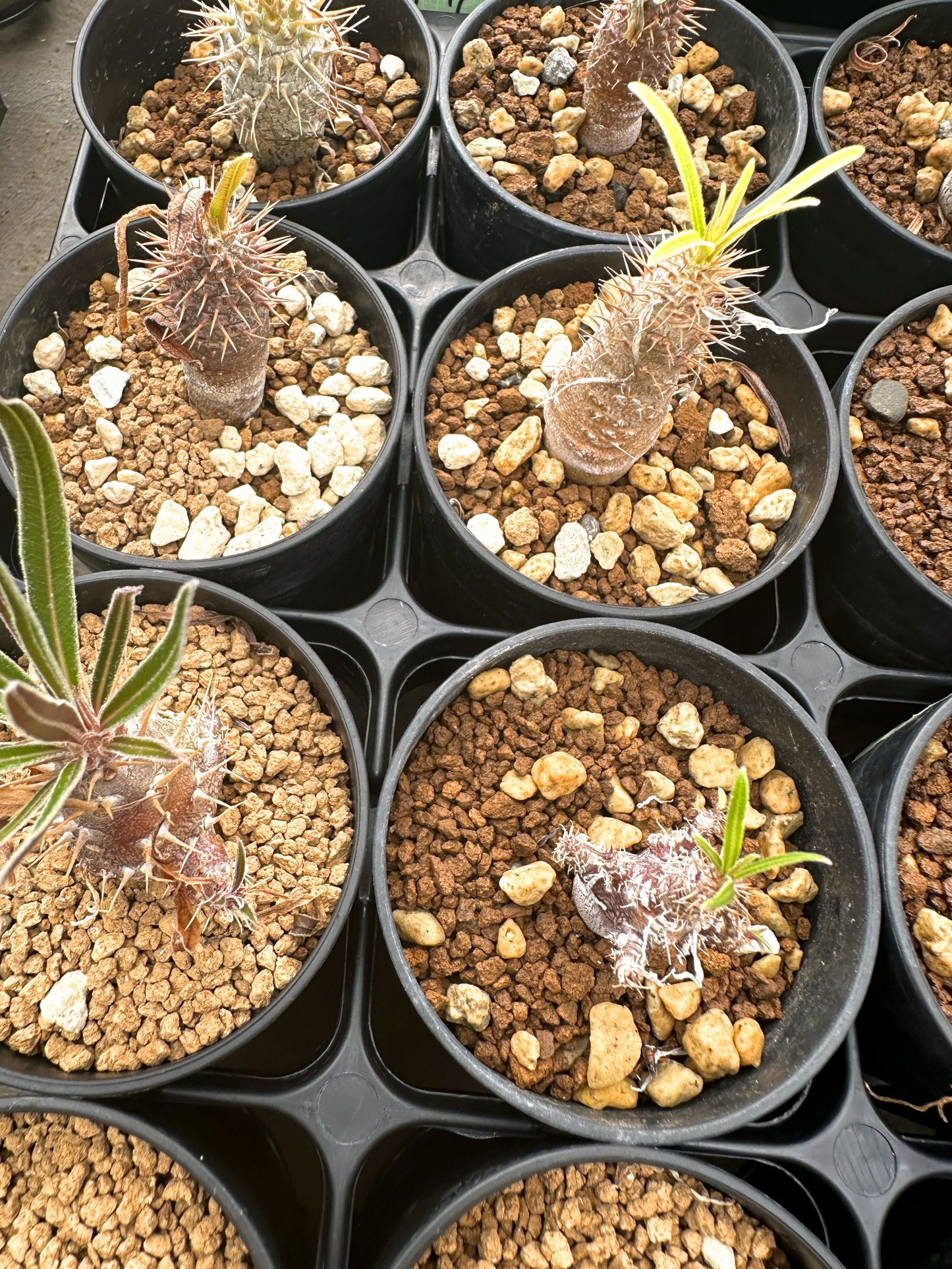 【園主おまかせ】パキポディウム・グラキリス / Pachypodium gracilius