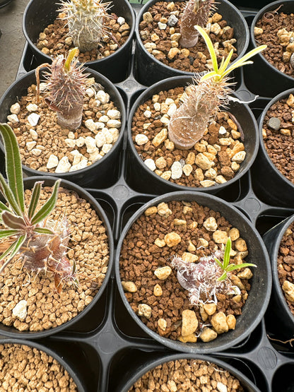 【園主おまかせ】パキポディウム・グラキリス / Pachypodium gracilius