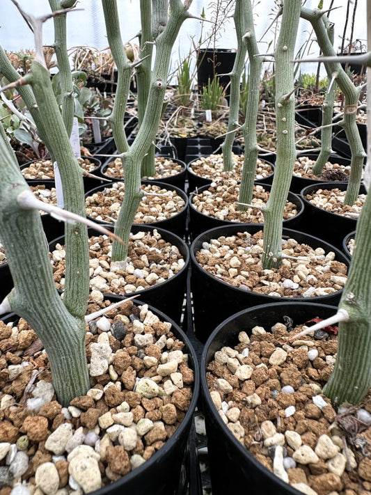 【園主おまかせ・入門株】アデニア・バリー【挿し木】