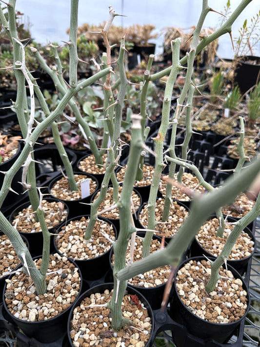 【園主おまかせ・入門株】アデニア・バリー【挿し木】