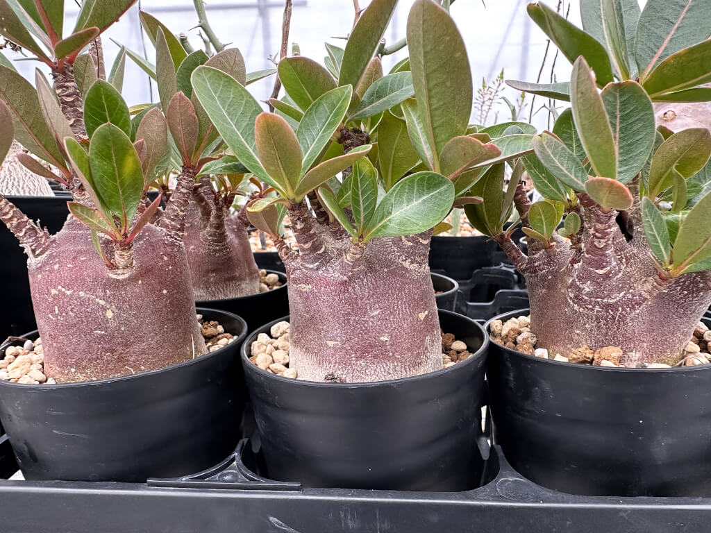 【園主おまかせ・入門株】アデニウム・アラビカム ブラックスキン