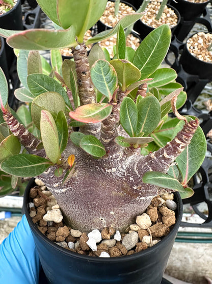 【園主おまかせ・入門株】アデニウム・アラビカム ブラックスキン