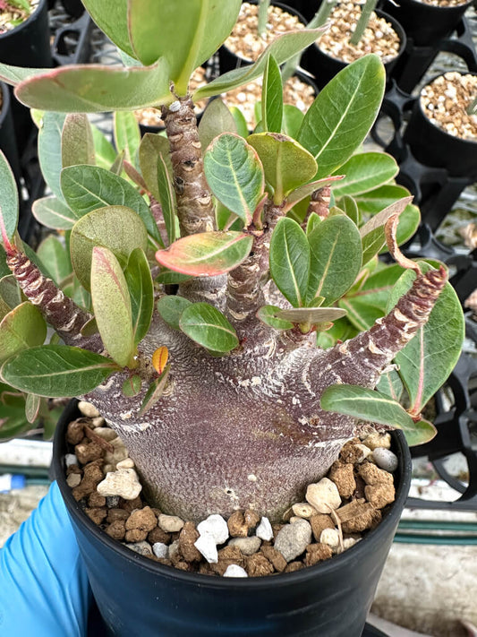 【園主おまかせ・入門株】アデニウム・アラビカム ブラックスキン