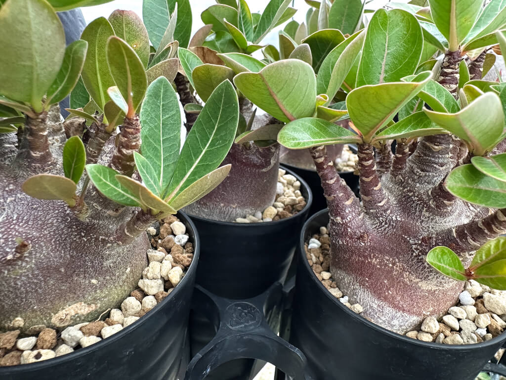 【園主おまかせ・入門株】アデニウム・アラビカム ブラックスキン