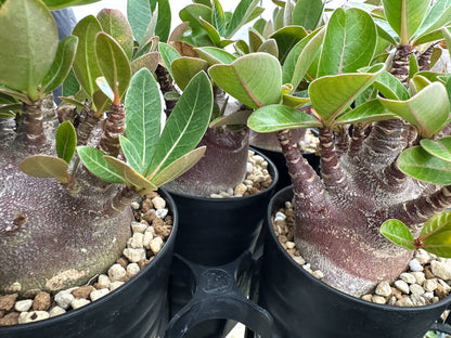 【園主おまかせ・入門株】アデニウム・アラビカム ブラックスキン