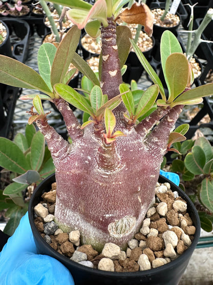 【園主おまかせ・入門株】アデニウム・アラビカム ブラックスキン