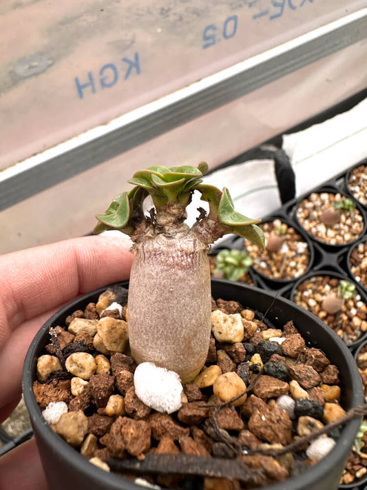 【園主おまかせ・入門株】 アデニウム・DHA Adenium DHA