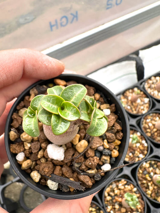 【園主おまかせ・入門株】 アデニウム・DHA Adenium DHA