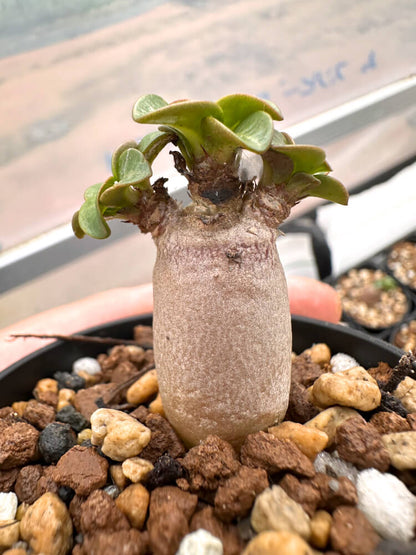 【園主おまかせ・入門株】 アデニウム・DHA Adenium DHA