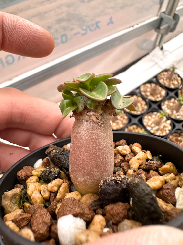 【園主おまかせ・入門株】 アデニウム・DHA Adenium DHA