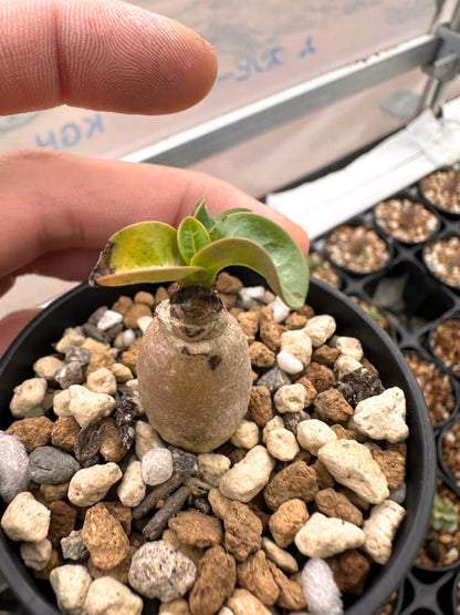 【園主おまかせ・入門株】 アデニウム・DHA Adenium DHA