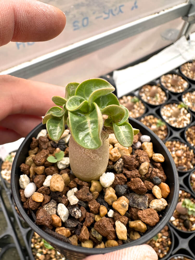 【園主おまかせ・入門株】 アデニウム・DHA Adenium DHA