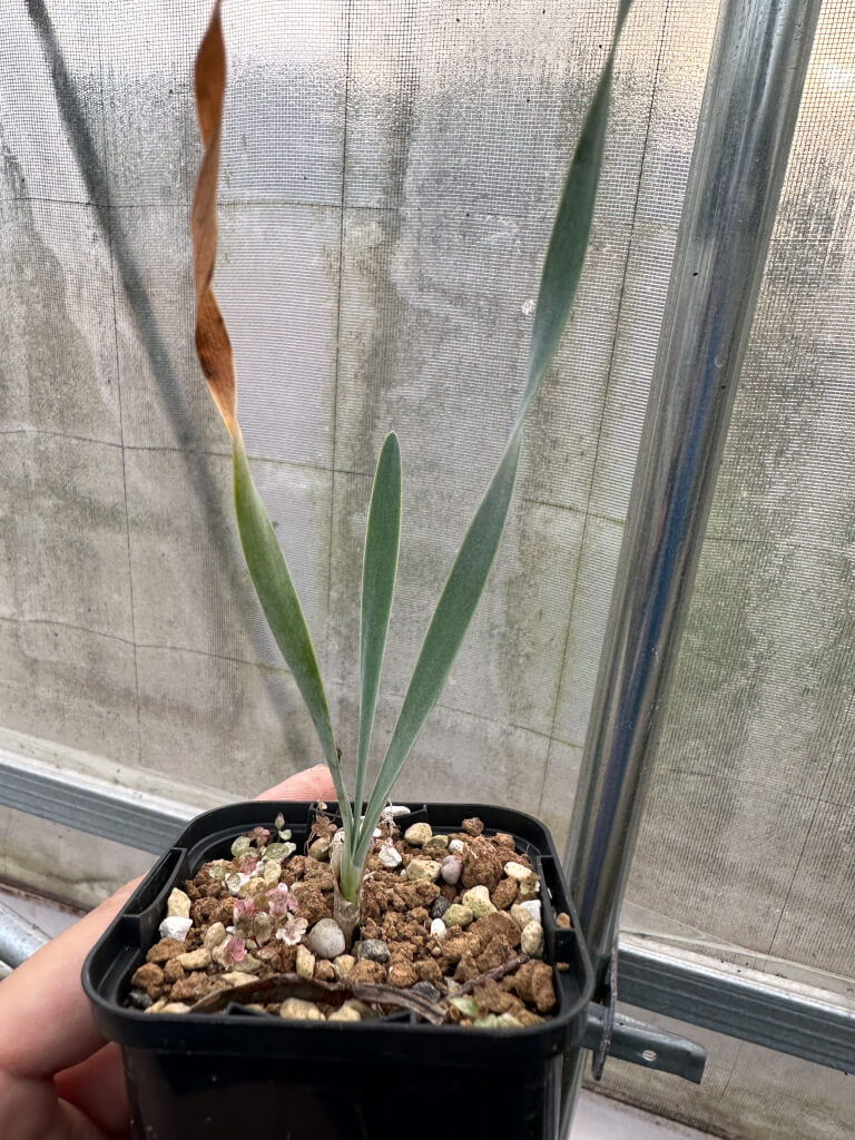 【園主おまかせ・入門株】ブーファン・ハエマンソイデス 2年苗【海外実生苗】