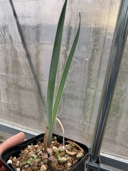 【園主おまかせ・入門株】ブーファン・ハエマンソイデス 2年苗【海外実生苗】