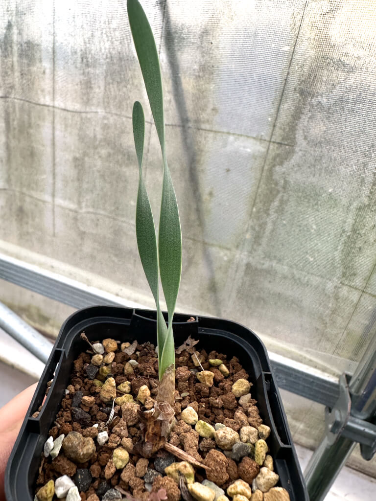 【園主おまかせ・入門株】ブーファン・ハエマンソイデス 2年苗【海外実生苗】