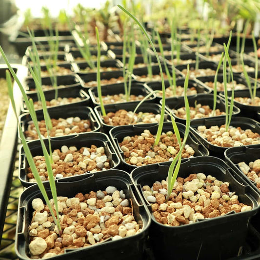 【園主おまかせ・入門株】ブーファン・ハエマンソイデス【若苗】