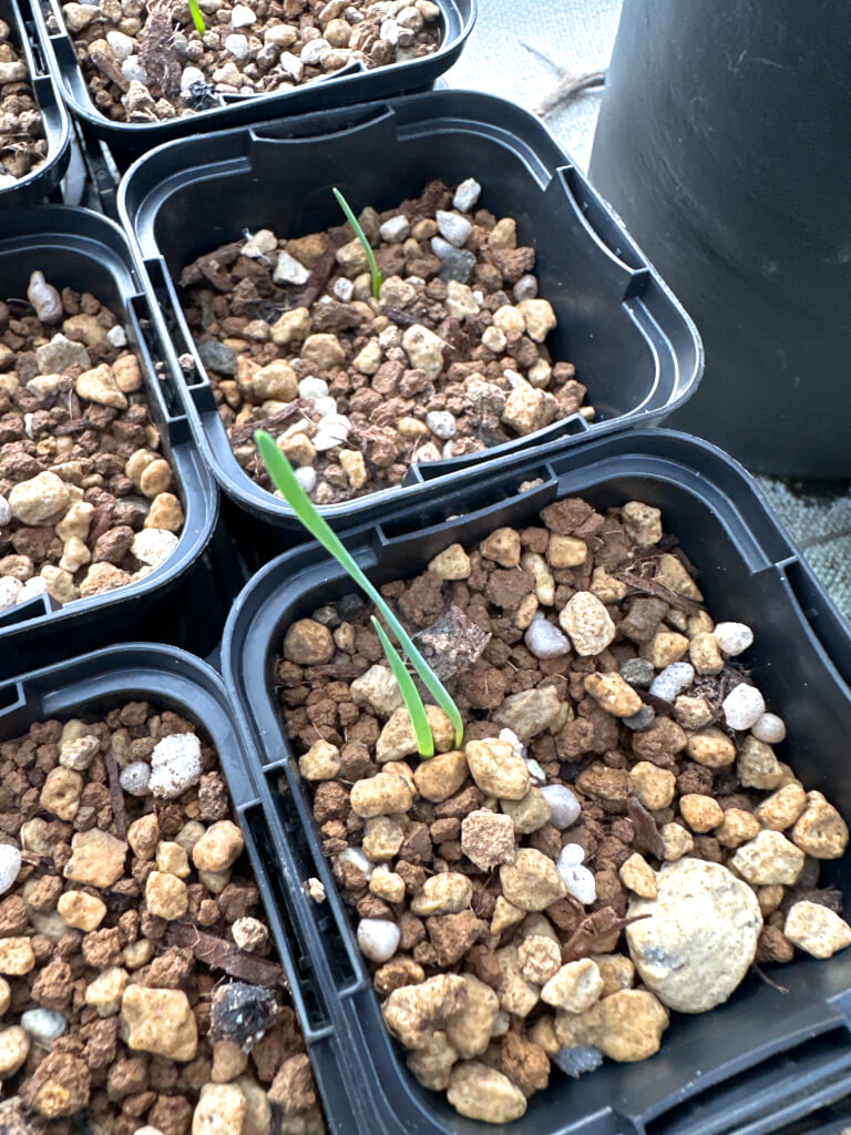 【園主おまかせ・入門株】ブーファン・ハエマンソイデス【若苗】