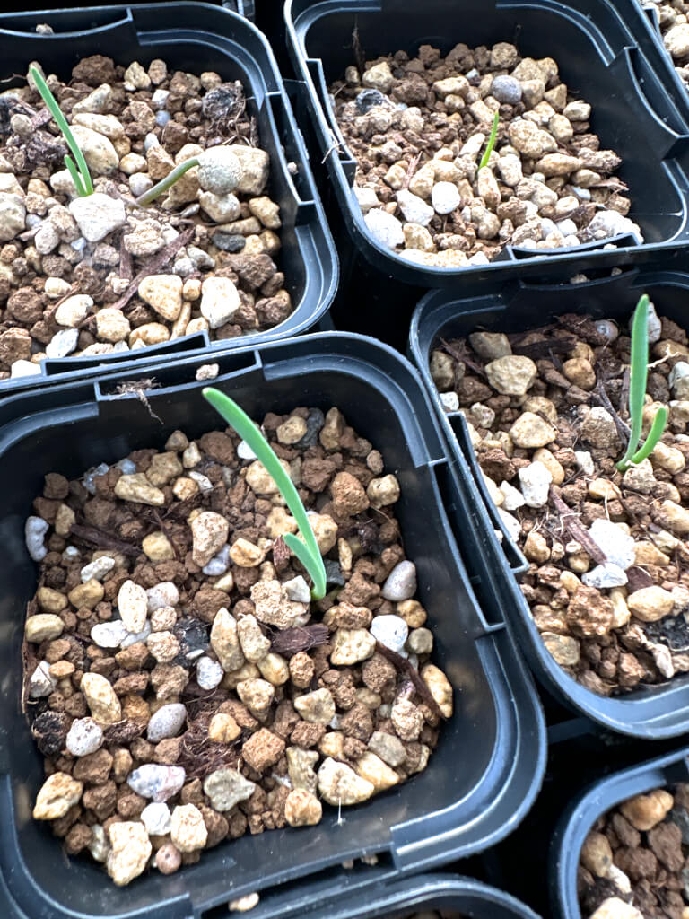 【園主おまかせ・入門株】ブーファン・ハエマンソイデス【若苗】