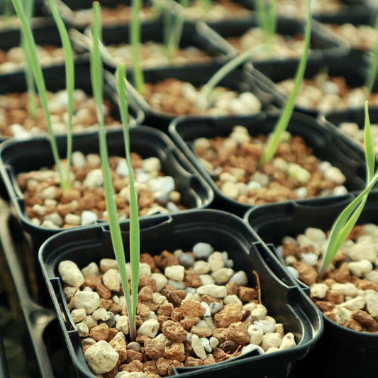 【園主おまかせ・入門株】ブーファン・ハエマンソイデス【若苗】