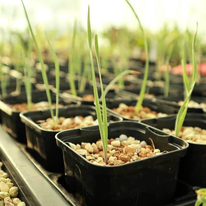 【園主おまかせ・入門株】ブーファン・ハエマンソイデス【若苗】