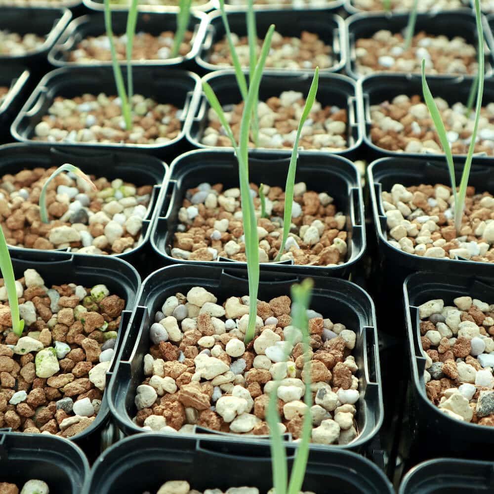 【園主おまかせ・入門株】ブーファン・ハエマンソイデス【若苗】