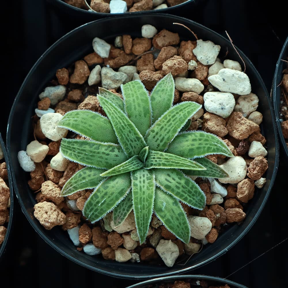 Bulbine haworthioides / ブルビネ・ハオルチオイデス [自家採種]