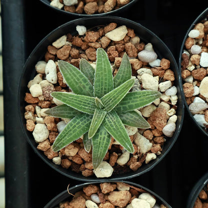 Bulbine haworthioides / ブルビネ・ハオルチオイデス [自家採種]