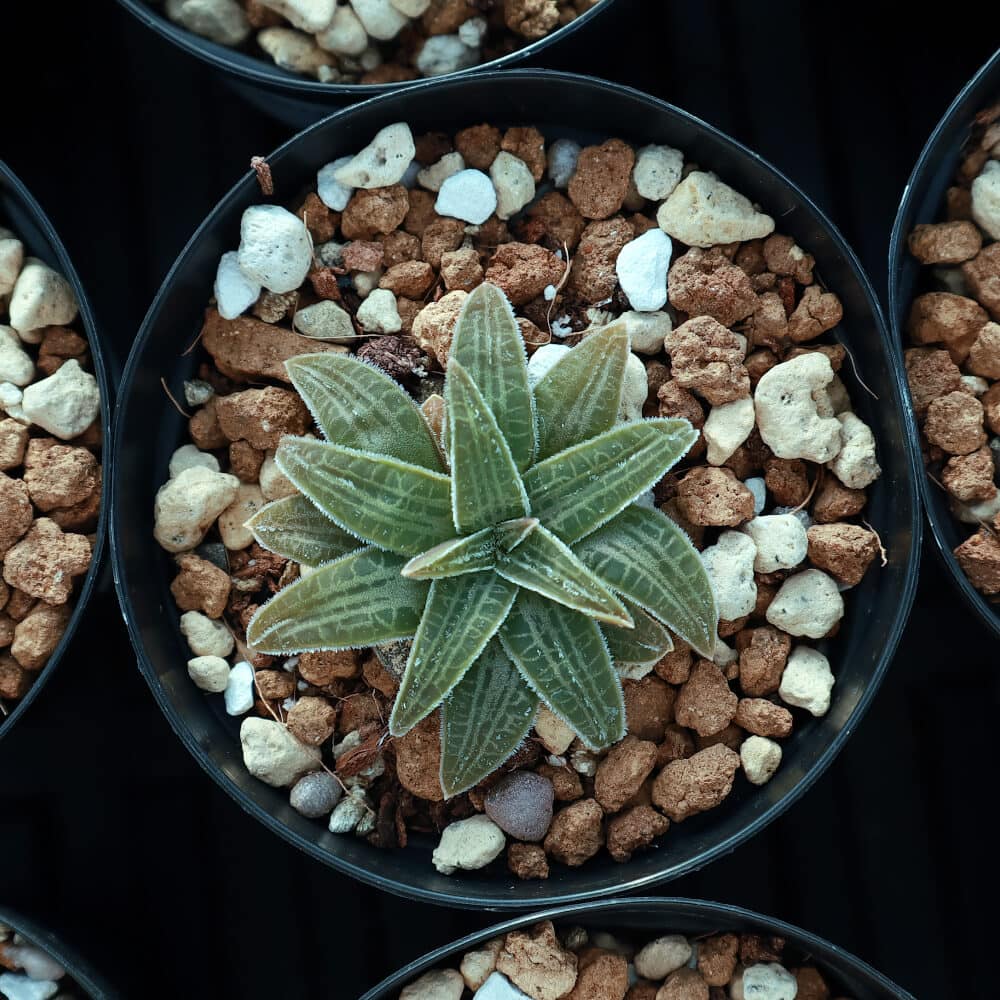 【園主おまかせ・入門株】 ブルビネ・ハオルチオイデス Bulbine haworthioides