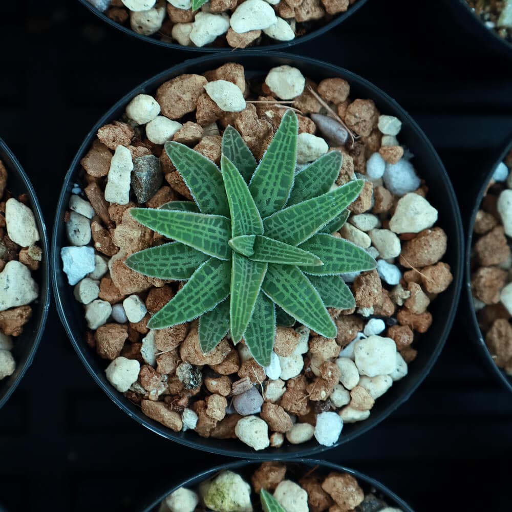 Bulbine haworthioides / ブルビネ・ハオルチオイデス [自家採種]