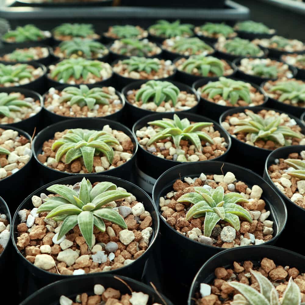 【園主おまかせ・入門株】 ブルビネ・ハオルチオイデス Bulbine haworthioides