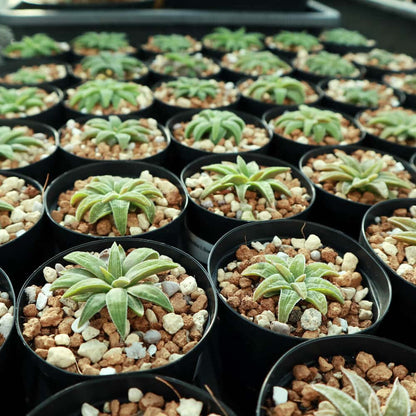 【園主おまかせ・入門株】 ブルビネ・ハオルチオイデス Bulbine haworthioides