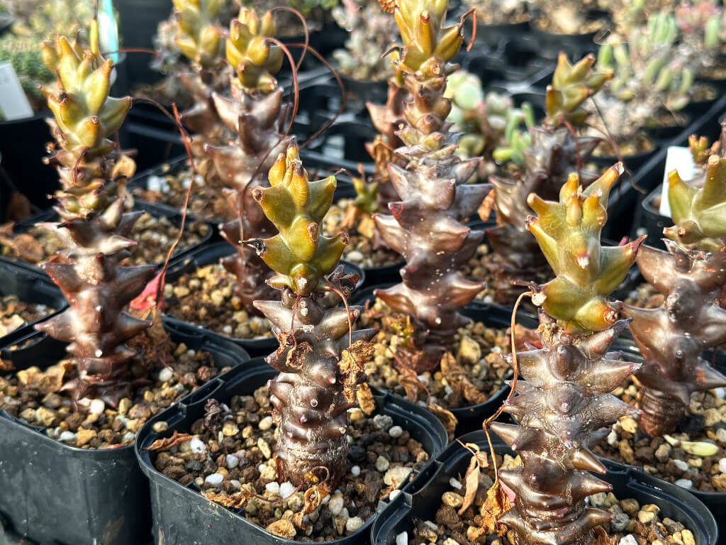 【園主おまかせ・入門株】ベイセリア・メキシカーナ