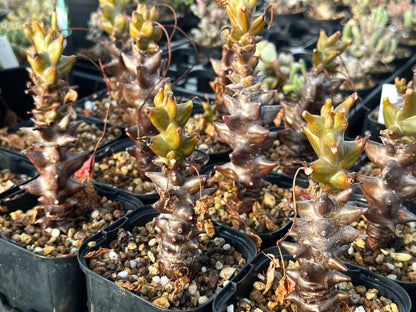 【園主おまかせ・入門株】ベイセリア・メキシカーナ